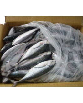 Carton de Maquereau Oya 400+ 20kg