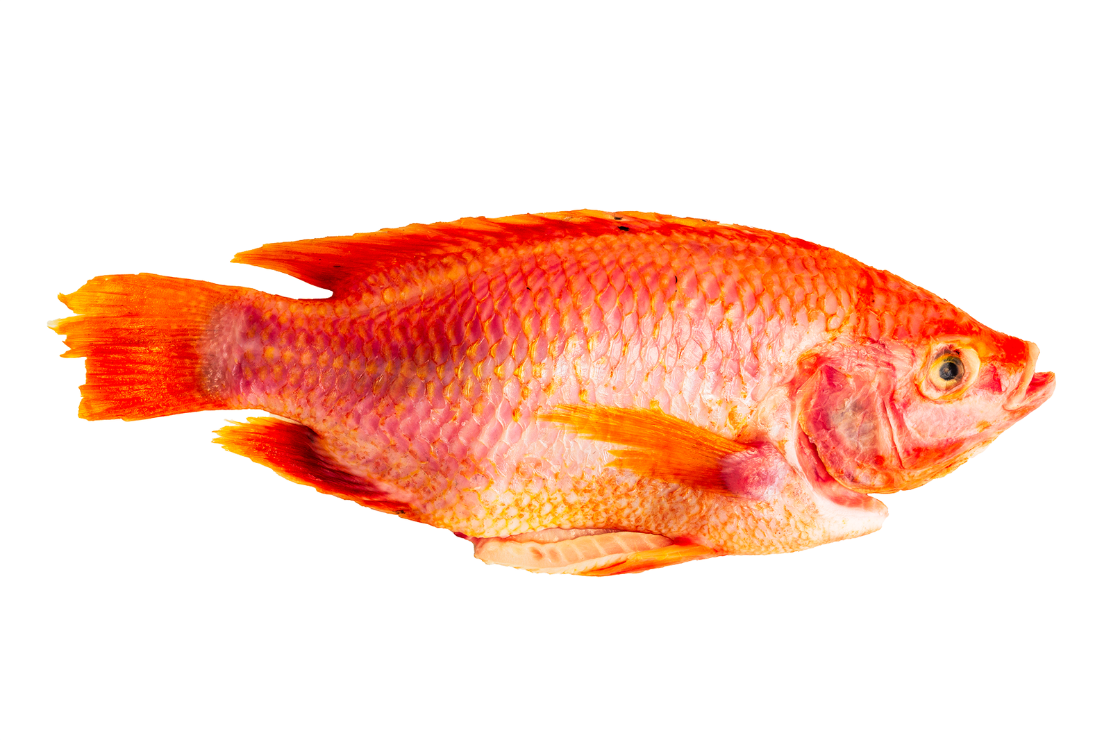 Le Tilapia rouge 500/800gr – Image 2