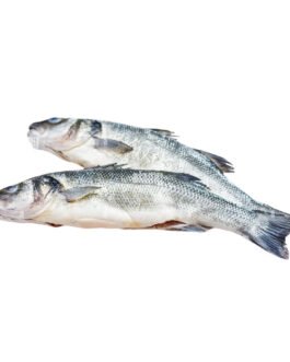 Poisson Bar petite tête 1kg